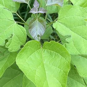 Photo of the plant species Catalpa by @TopNuttallsoak named Elina on Greg, the plant care app
