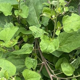 Photo of the plant species Lesser Burrdock by @TopNuttallsoak named Mochi on Greg, the plant care app