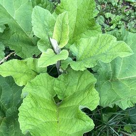 Photo of the plant species Great Burdock by @TopNuttallsoak named Bruce Lee on Greg, the plant care app