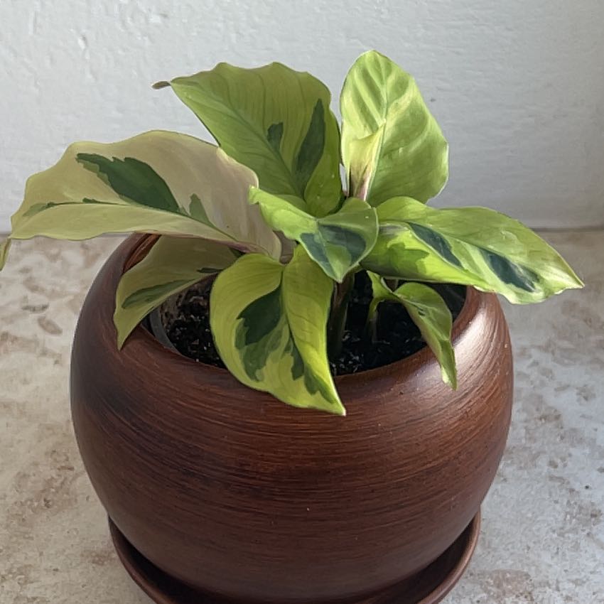 Photo of the plant species Calathea 'Yellow Fusion' by @SecureCacaotree named Stripes on Greg, the plant care app