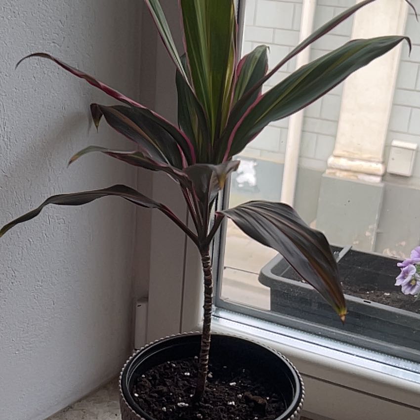 Photo of the plant species Drácena Kiwi by @SecureCacaotree named Kiwi on Greg, the plant care app