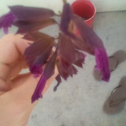 Photo of the plant species Italian Gladiolus by @SplendidPepper named Sir Plancelot on Greg, the plant care app