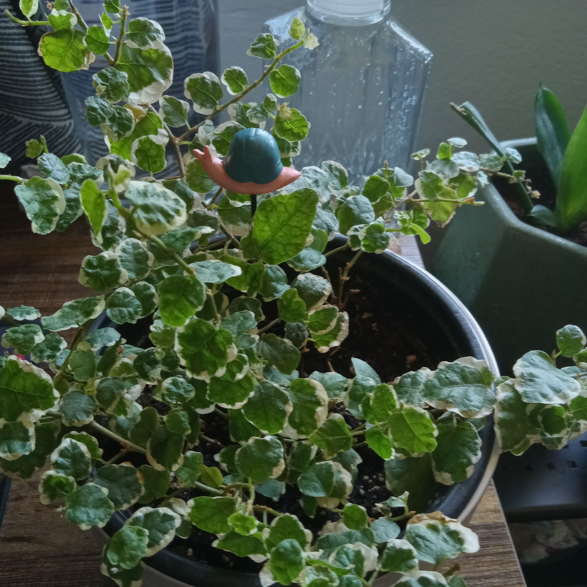 Photo of the plant species Verigated Creeping Fig by @axavec named Plato on Greg, the plant care app