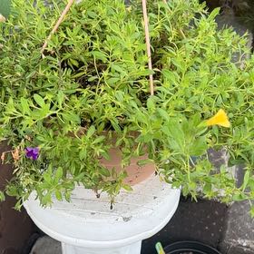 Photo of the plant species perunias by @LitheMudpuppy named Sigmund on Greg, the plant care app
