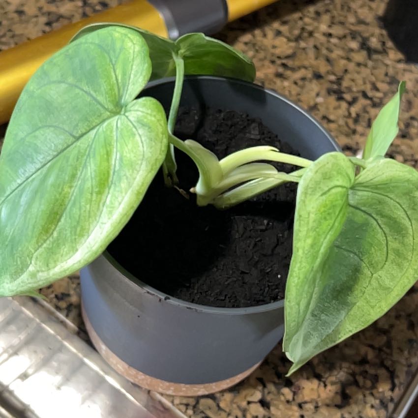 Photo of the plant species Syngonium chiapense by @YiftSugarsumac named Eva on Greg, the plant care app