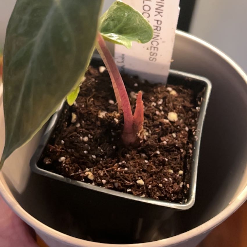 Photo of the plant species Mable by @YiftSugarsumac named McKinley on Greg, the plant care app