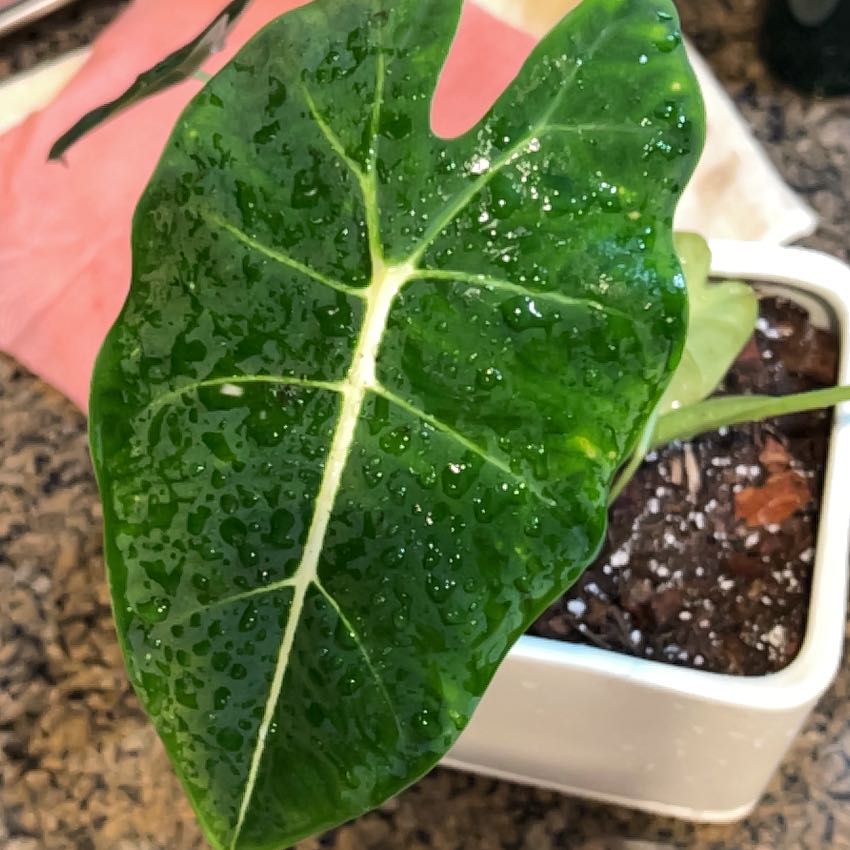 Photo of the plant species Alocasia Frydek by @YiftSugarsumac named Pax on Greg, the plant care app