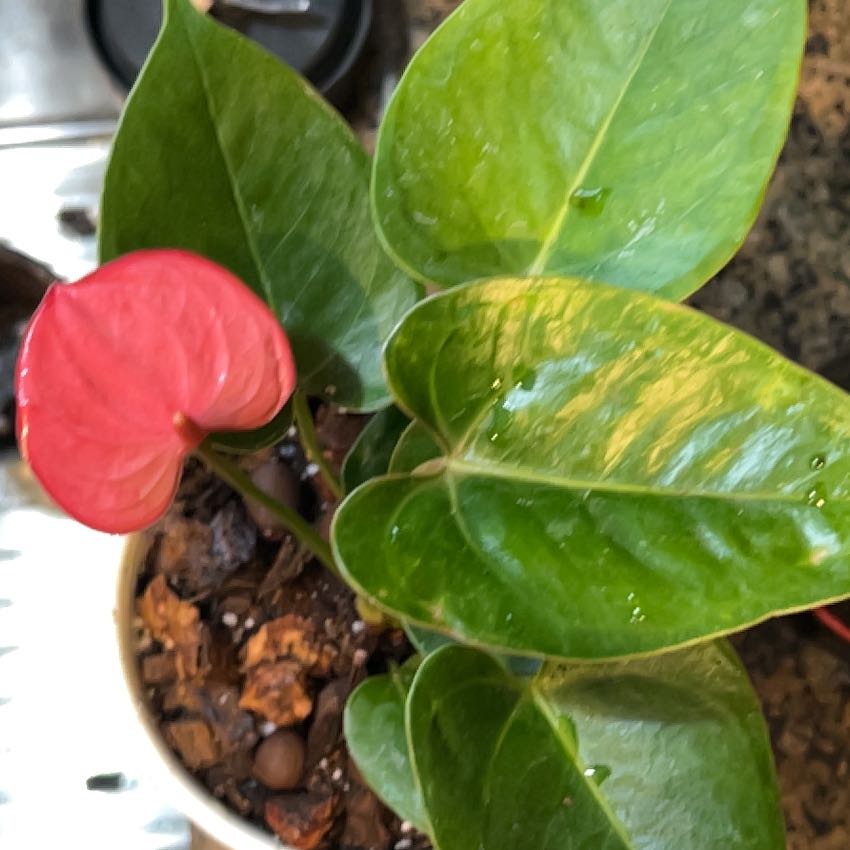 Photo of the plant species Anthurium 'Sweet Dream' by @YiftSugarsumac named Nithin on Greg, the plant care app