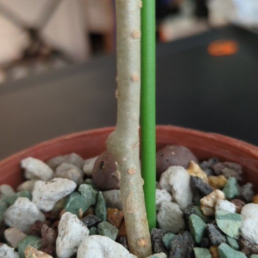 Photo of the plant species Hoya Kaimuki by @BusyDaffodil named Keanu Leaves on Greg, the plant care app