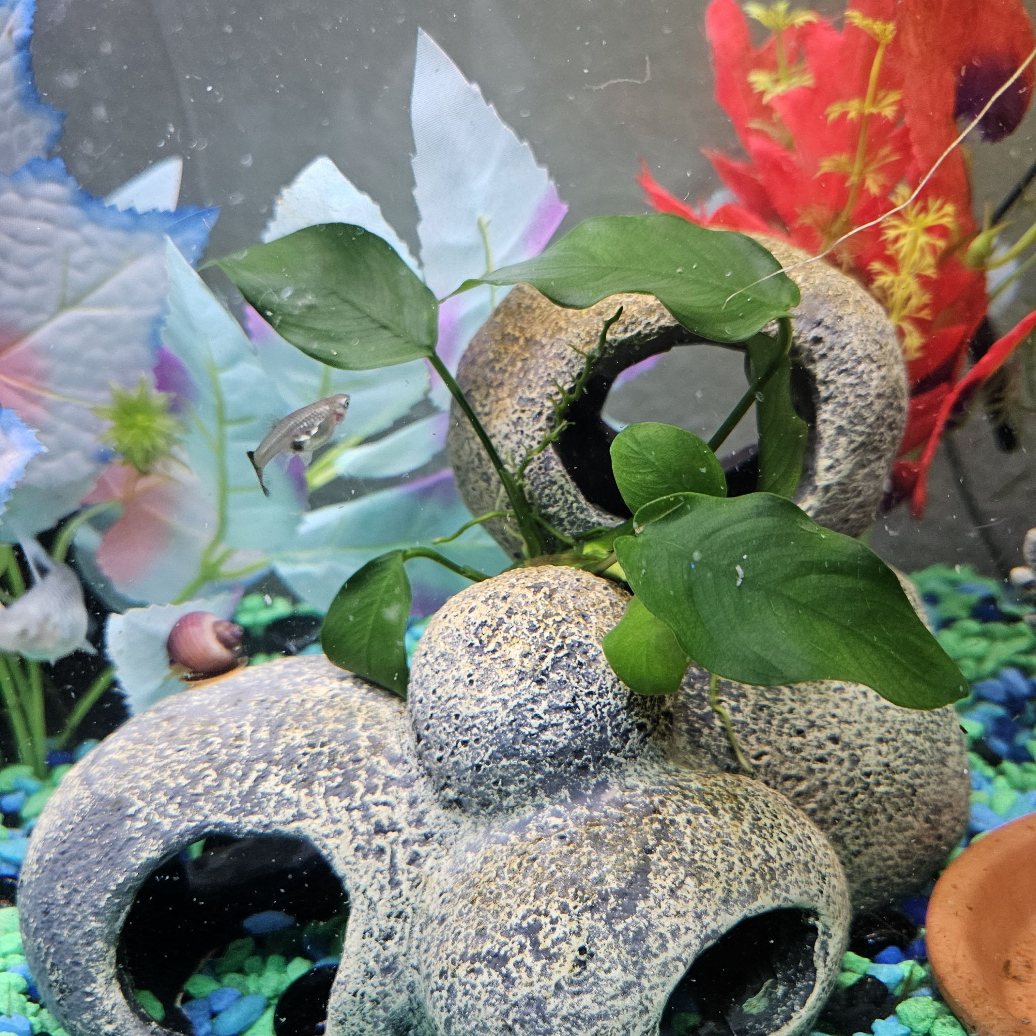Photo of the plant species Anubias Barteri by @FamedGoosegrass named Surya on Greg, the plant care app