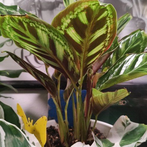 Photo of the plant species Calathea 'Flamestar' by @PurePassiflora named Harper on Greg, the plant care app