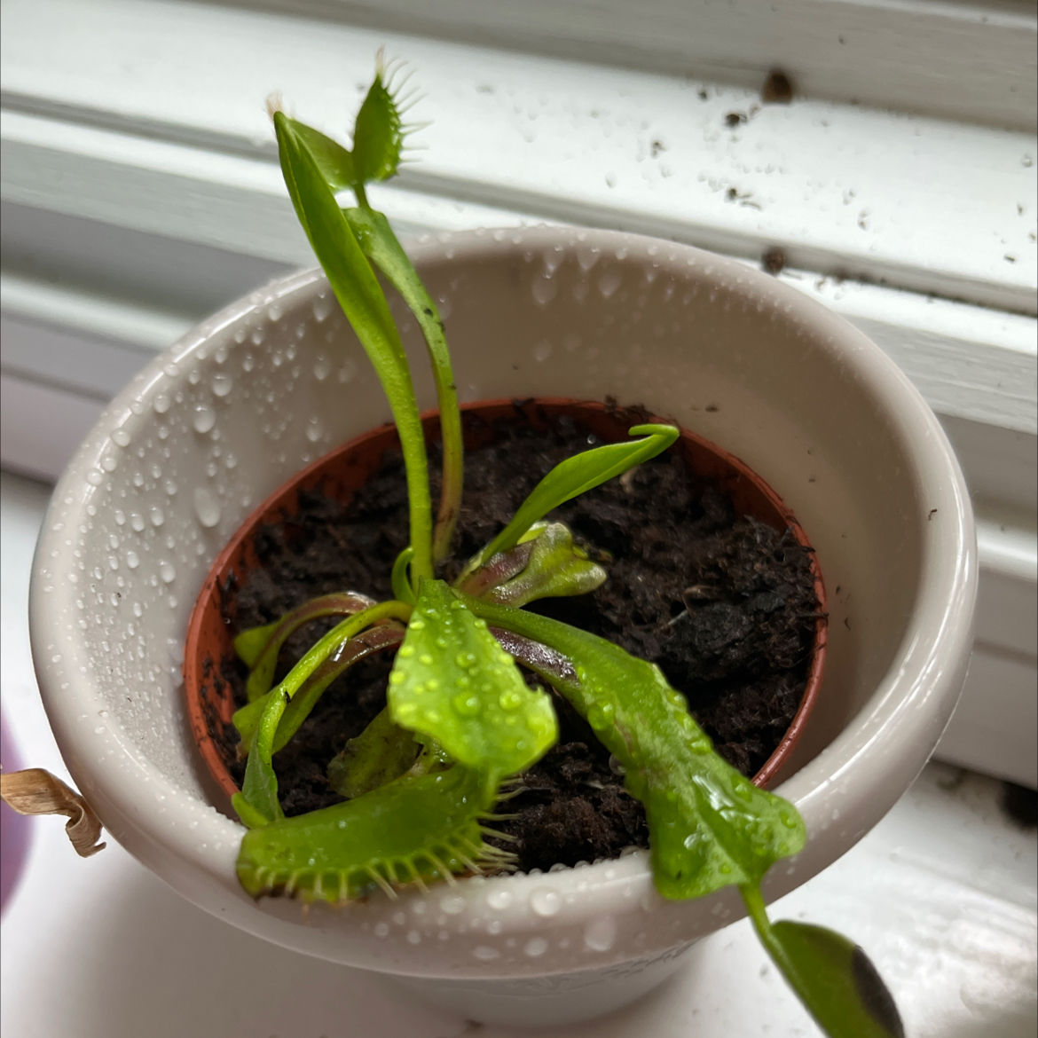 Photo of the plant species Dionaea muscipula 'B-52' by @Fireplace named Snapdragon on Greg, the plant care app