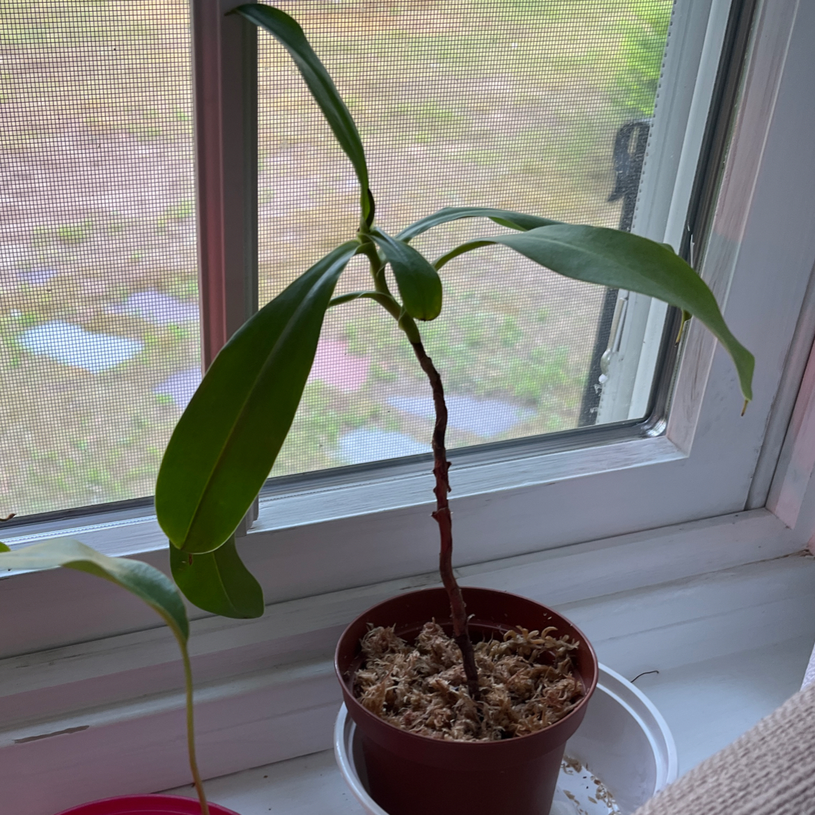 Rain (growing two babies)