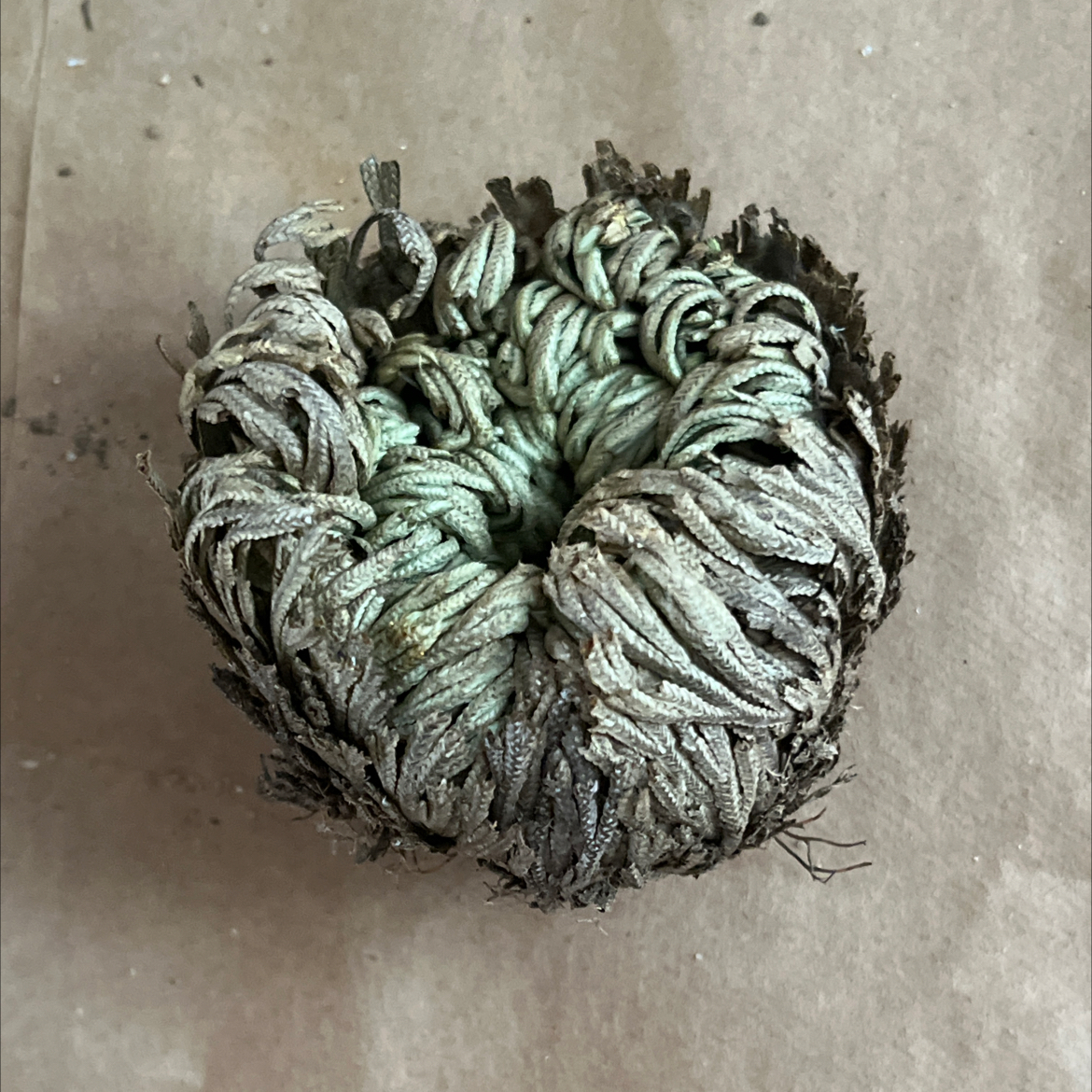 Tumbleweed