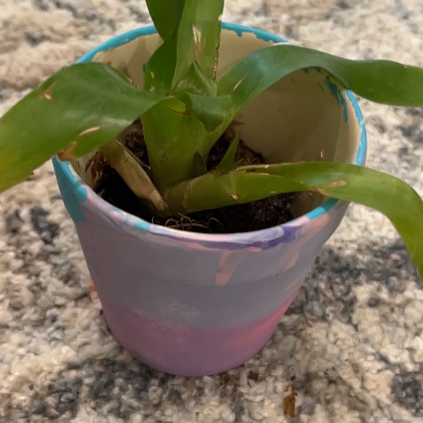 Sol (Growing 3 babies)