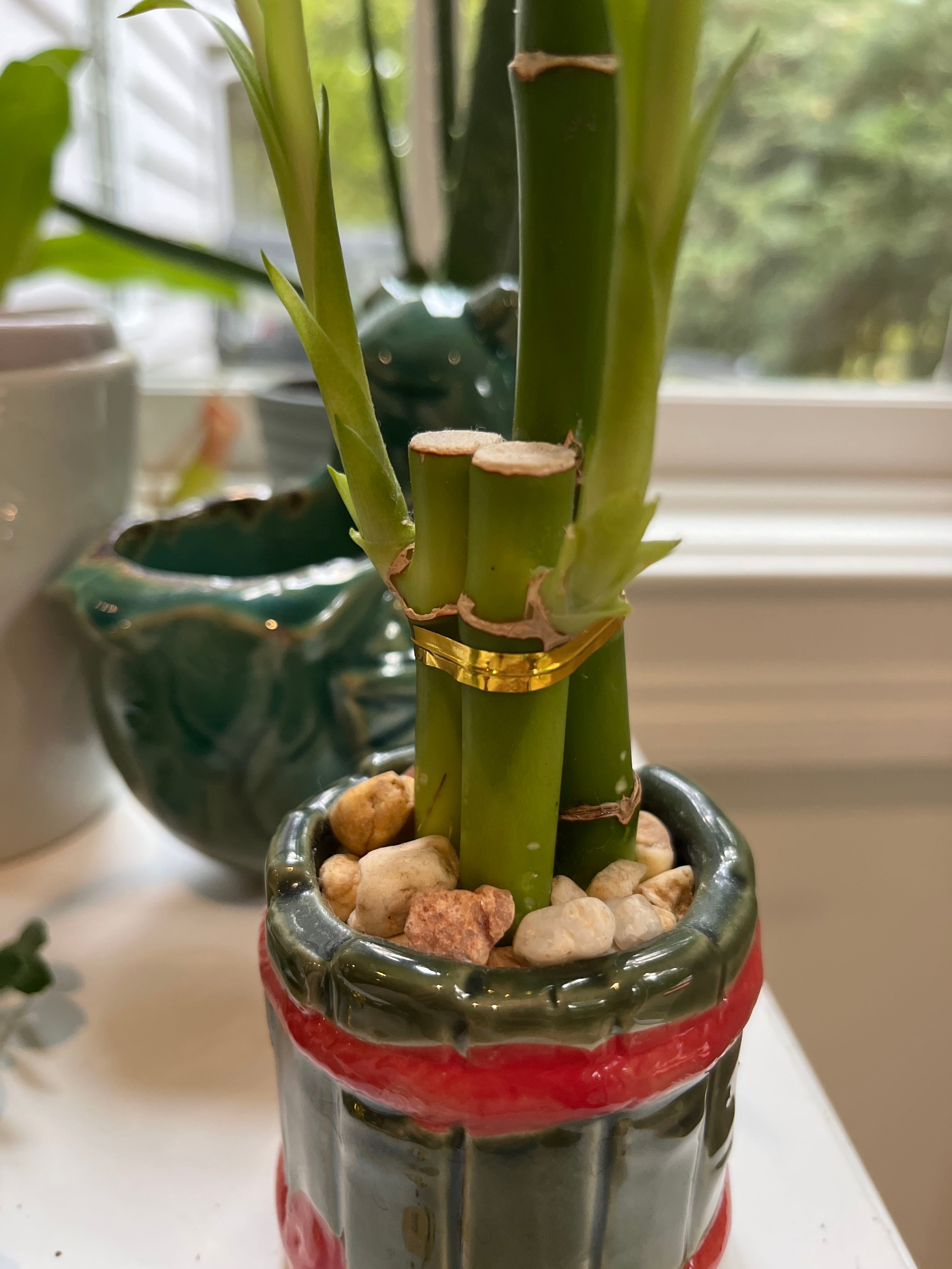 🎀 5 Factors for Optimal Ribbon Dracaena Growth