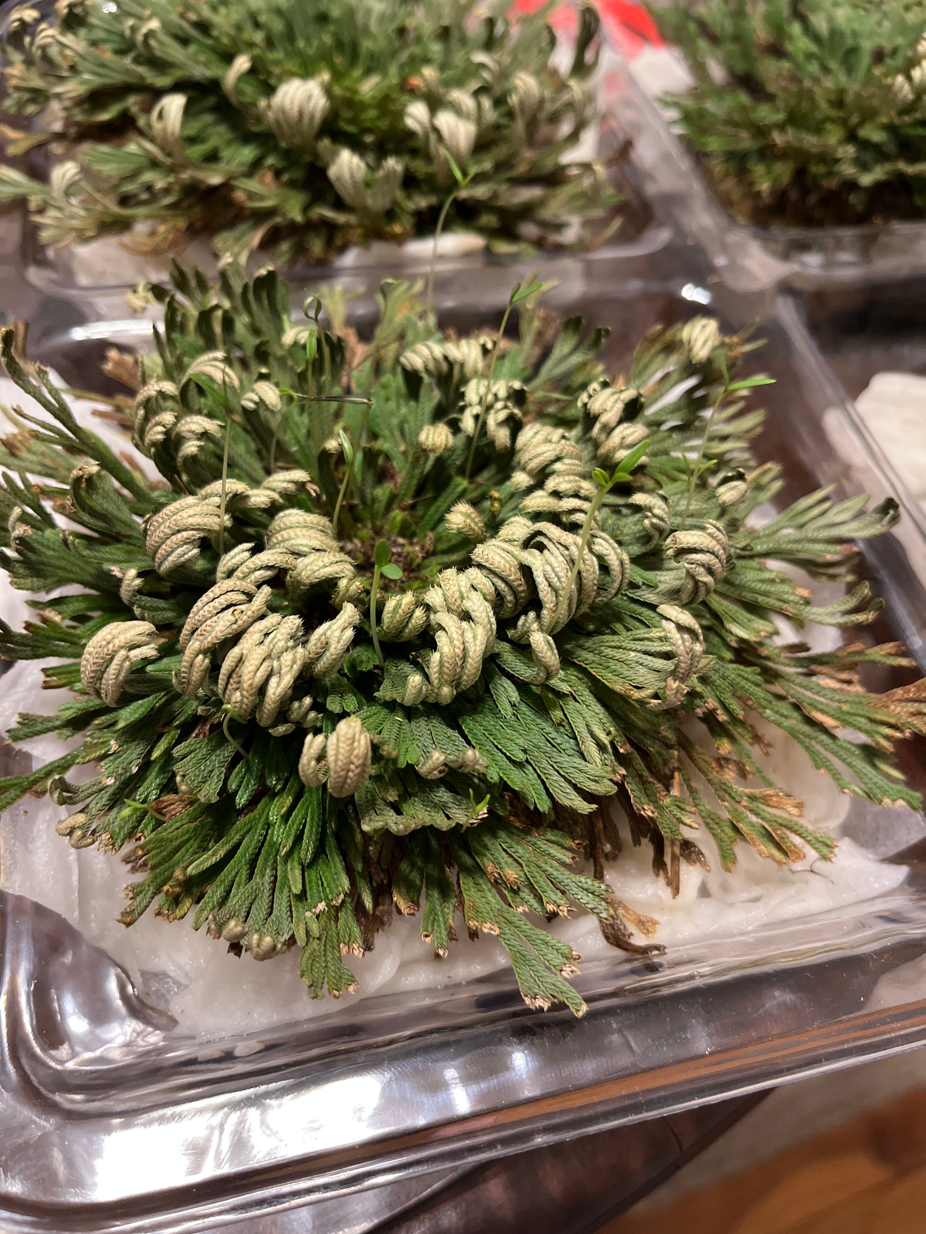 Ruby Red Club Moss Fertilizing 101