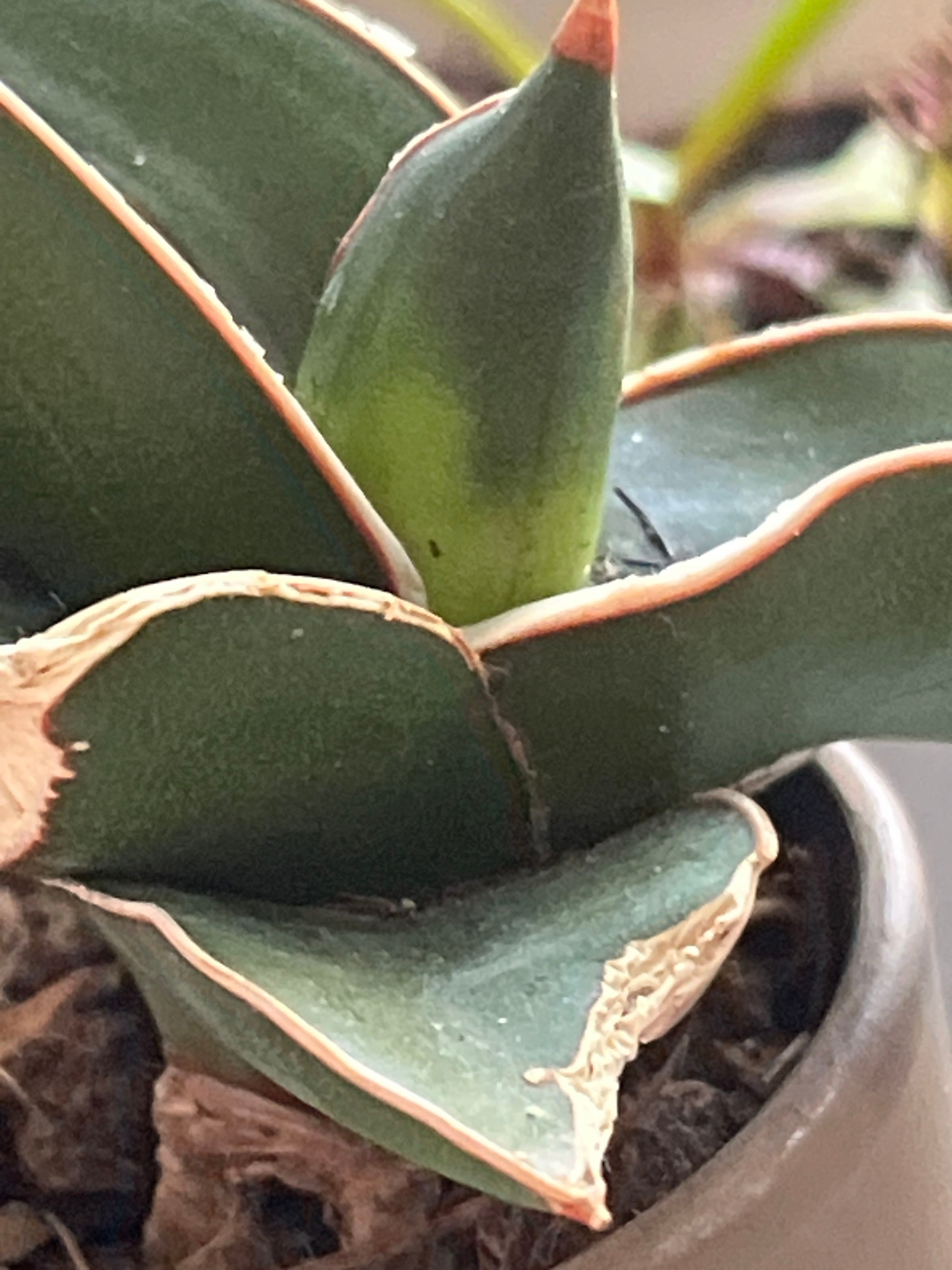 How to Fix Brown Spots on Your Sansevieria 'Mexican Twist' 🩹