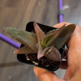 Photo of the plant species Aloe Black Gem by @HotBlueoatgrass named Bodhi on Greg, the plant care app