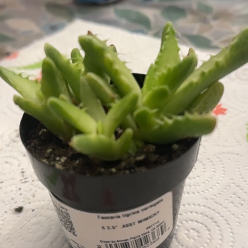 Photo of the plant species Varigated Tiger's Jaw by @HotBlueoatgrass named Cleopatra on Greg, the plant care app