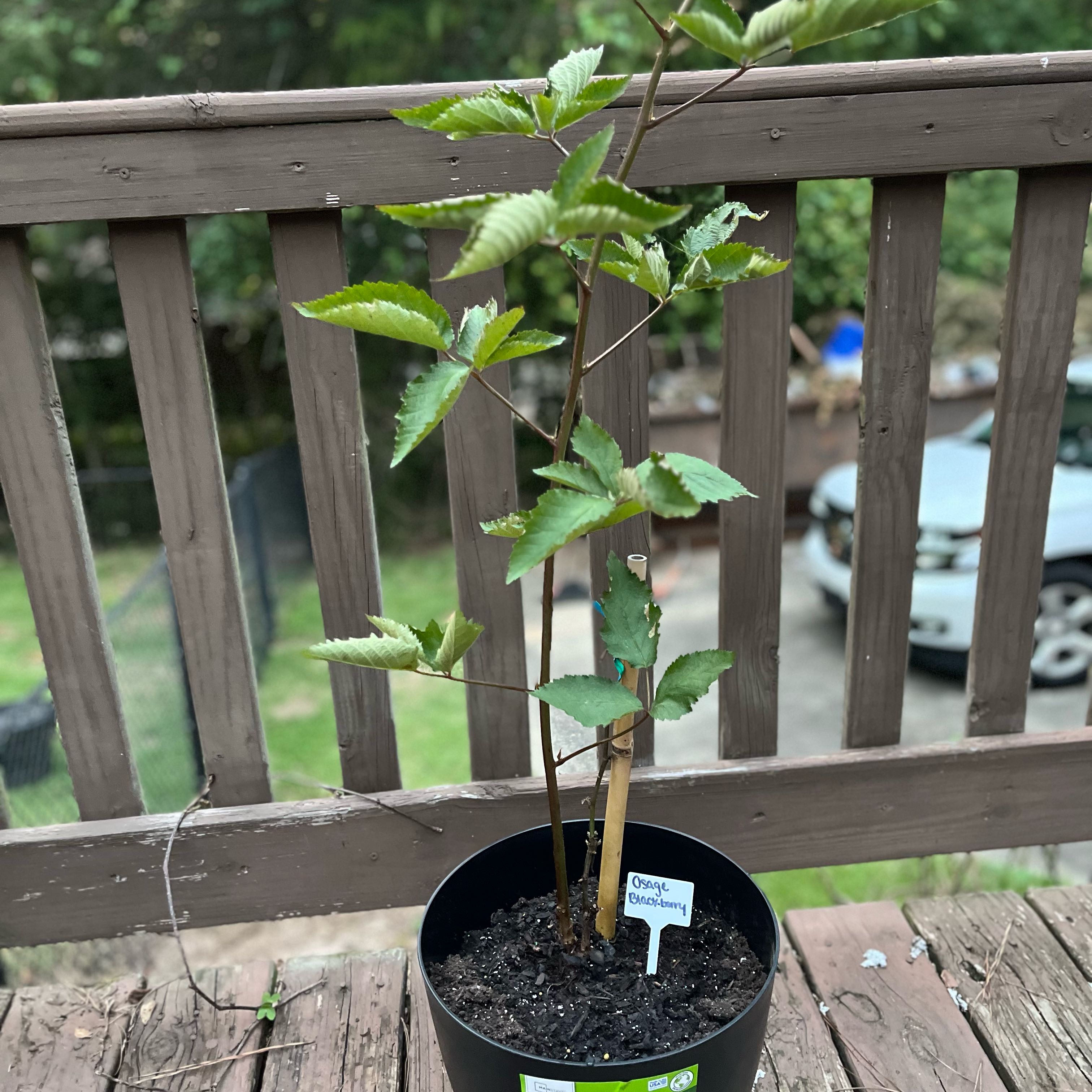 Photo of the plant species Osage Blackberry by @YummyCatasetum named Dr.Evil on Greg, the plant care app