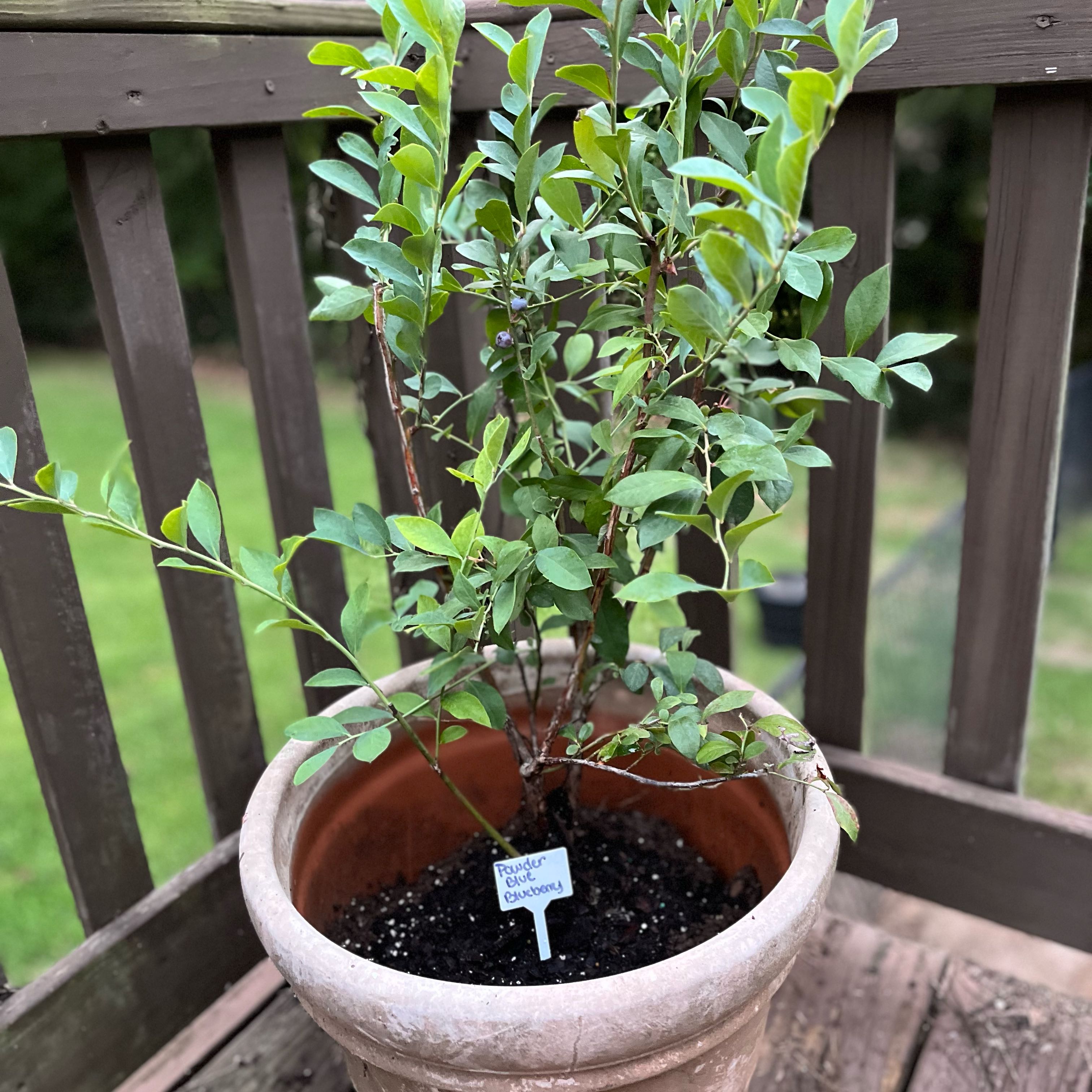 Photo of the plant species Powder Blue Blueberry by @YummyCatasetum named Blueberry on Greg, the plant care app
