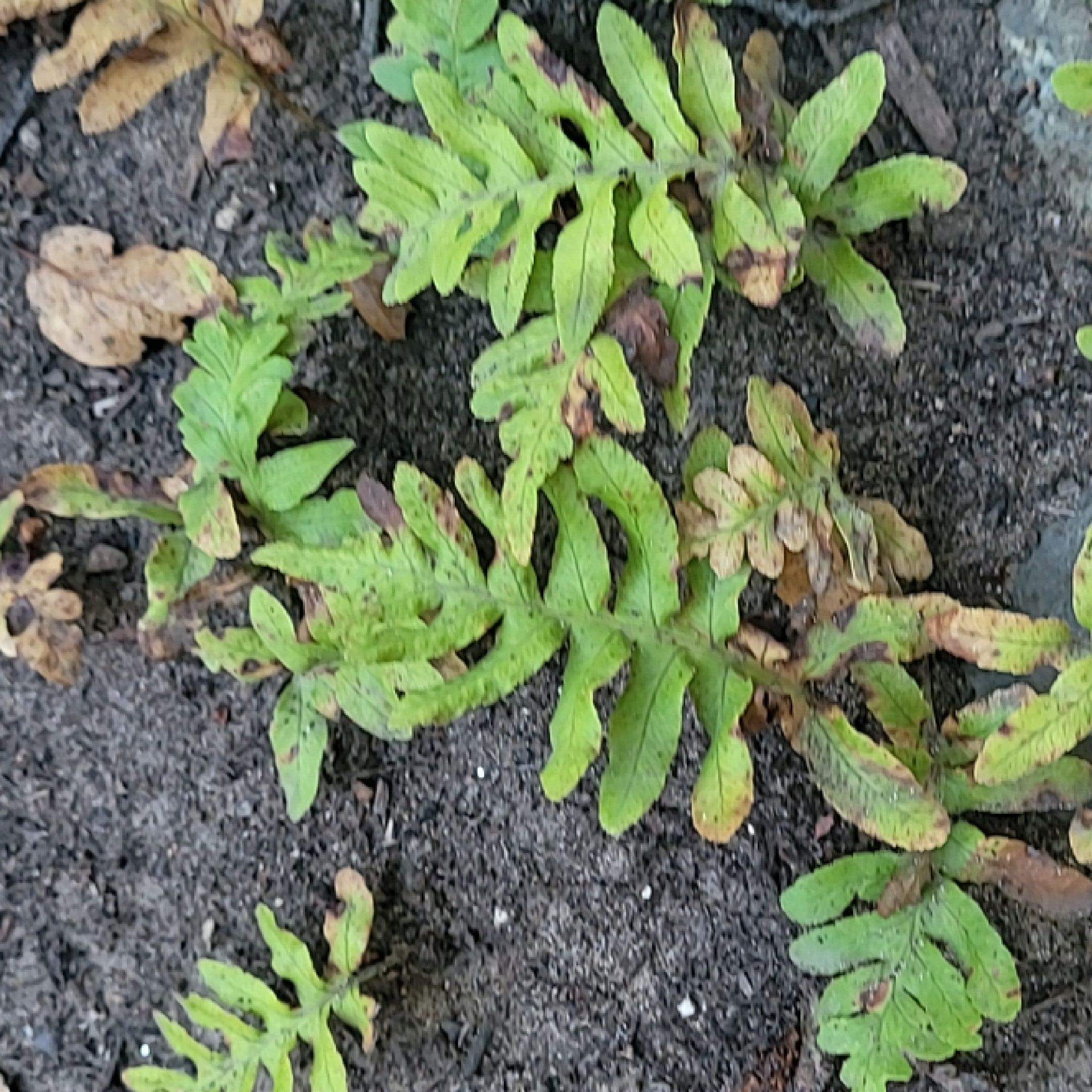 Photo of the plant species Rock Polypody by @DeanChinesefir named Pax on Greg, the plant care app