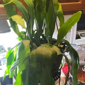Photo of the plant species Hooker's Orchid Cactus by @ShowyAglaonema named Genevieve on Greg, the plant care app