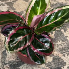 Photo of the plant species Calathea Illustris by @ShowyAglaonema named Fernie Mac on Greg, the plant care app