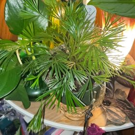 Photo of the plant species Eyelash Fern by @ShowyAglaonema named Aria on Greg, the plant care app