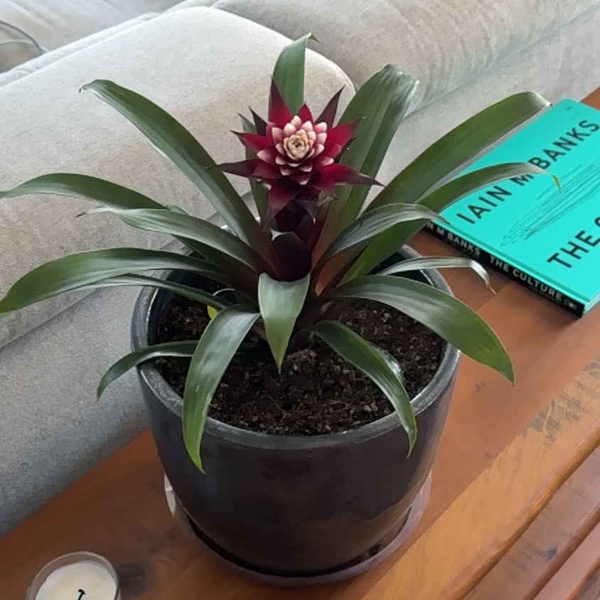 Photo of the plant species Guzmania Francesca by @Jeff named Guzman on Greg, the plant care app