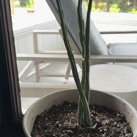 Photo of the plant species Arizona Queen-of-the-Night by @Jeff named Carson on Greg, the plant care app