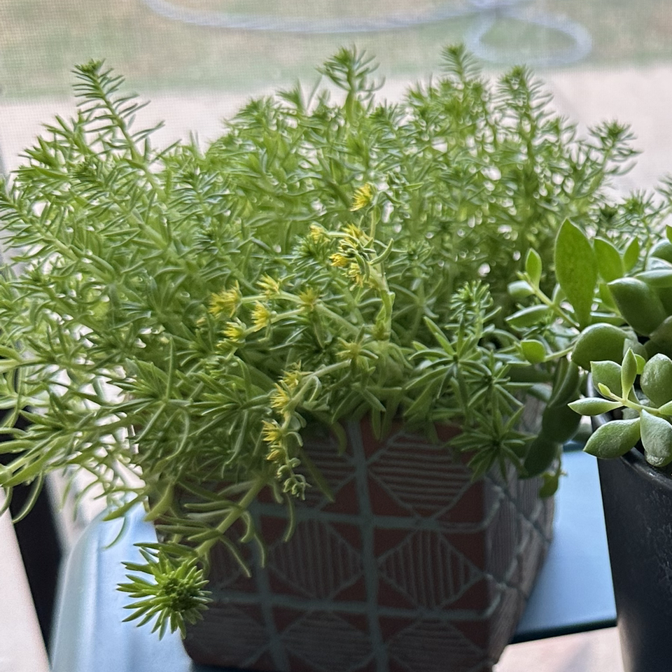 Photo of the plant species Mexican Stonecrop by @FestalYellowgum named Gomez on Greg, the plant care app