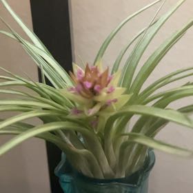 Photo of the plant species Airplant by @WillCanarianivy named Eva on Greg, the plant care app