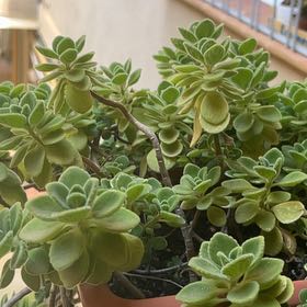 Photo of the plant species Plectranthus caninus by @NamiDendron named Dolores on Greg, the plant care app