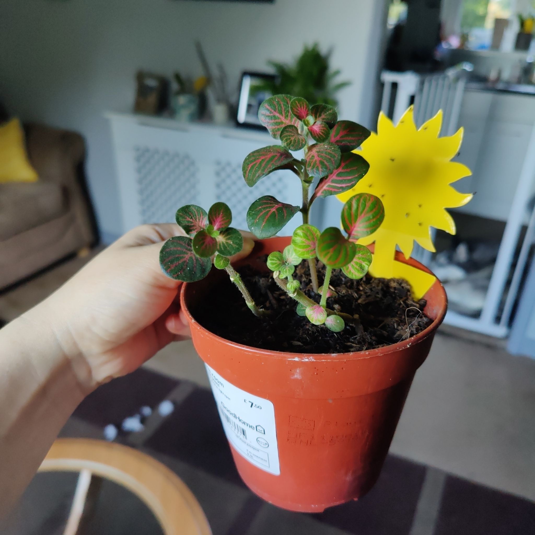 Photo of the plant species Nerve Plant by @RegnantLaceyoak named Nerve Plant on Greg, the plant care app