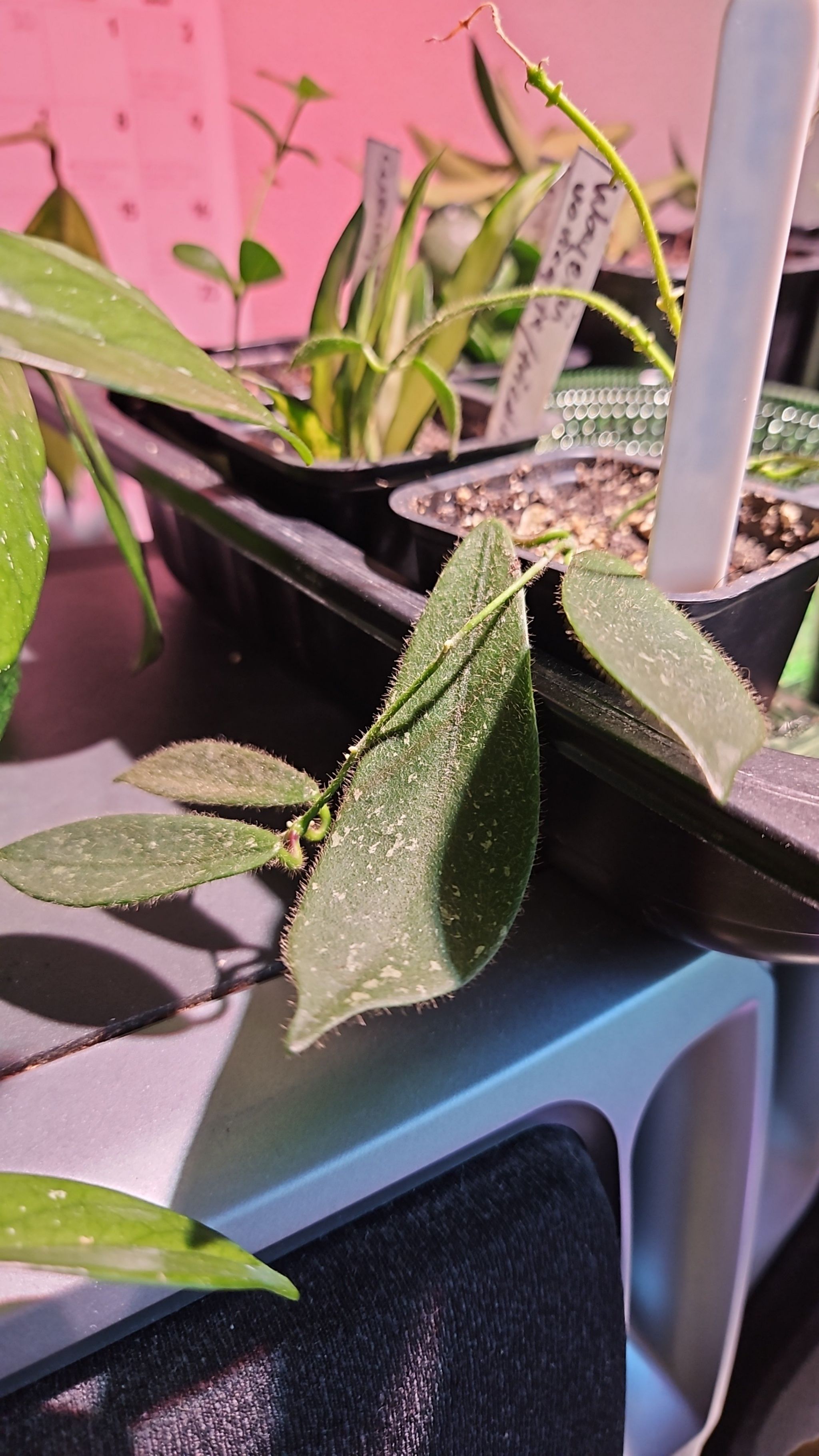 Photo of the plant species Hoya thomsonii by @NeatChinotto named Darwin on Greg, the plant care app