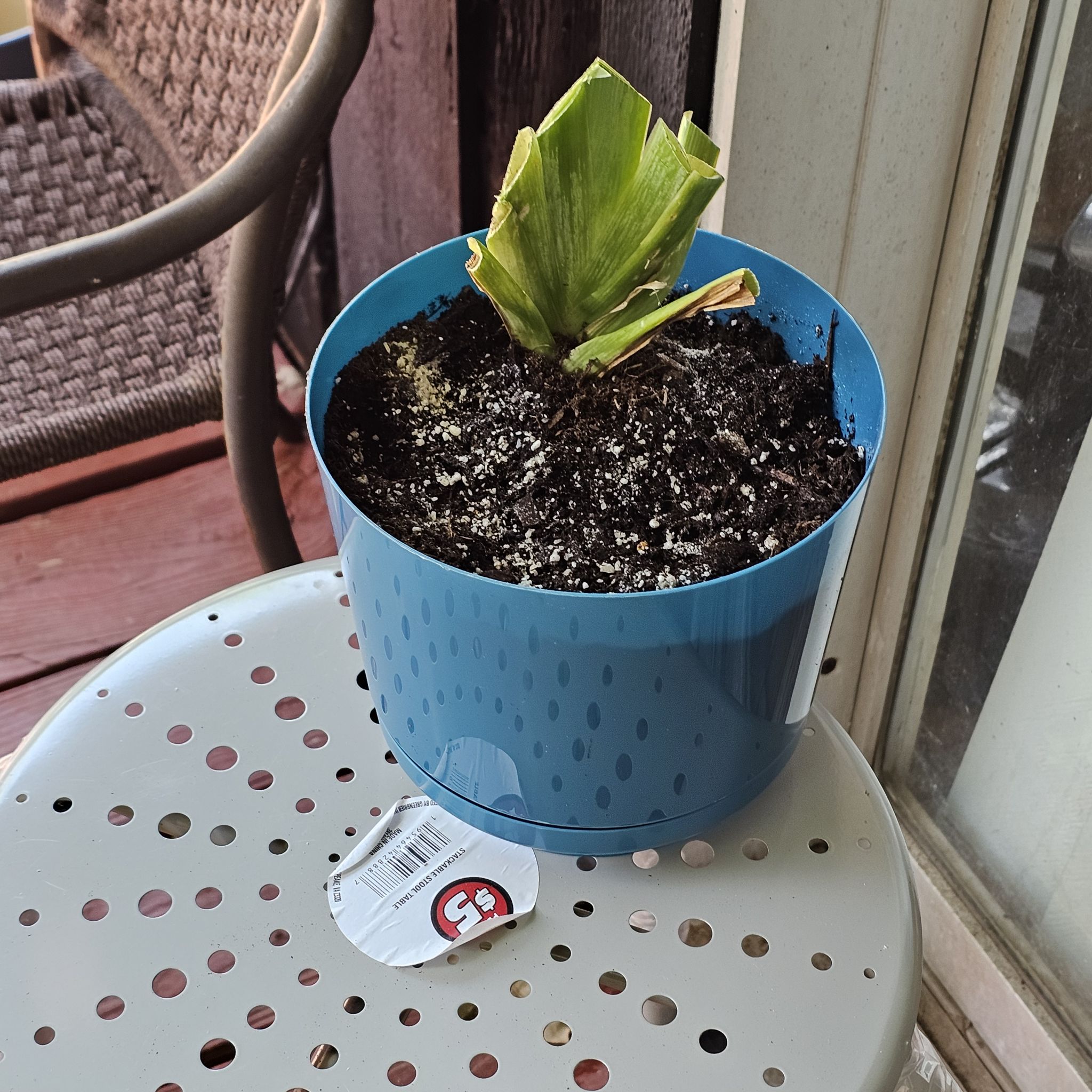 Photo of the plant species German Iris by @RoundChinaberry named Walt on Greg, the plant care app