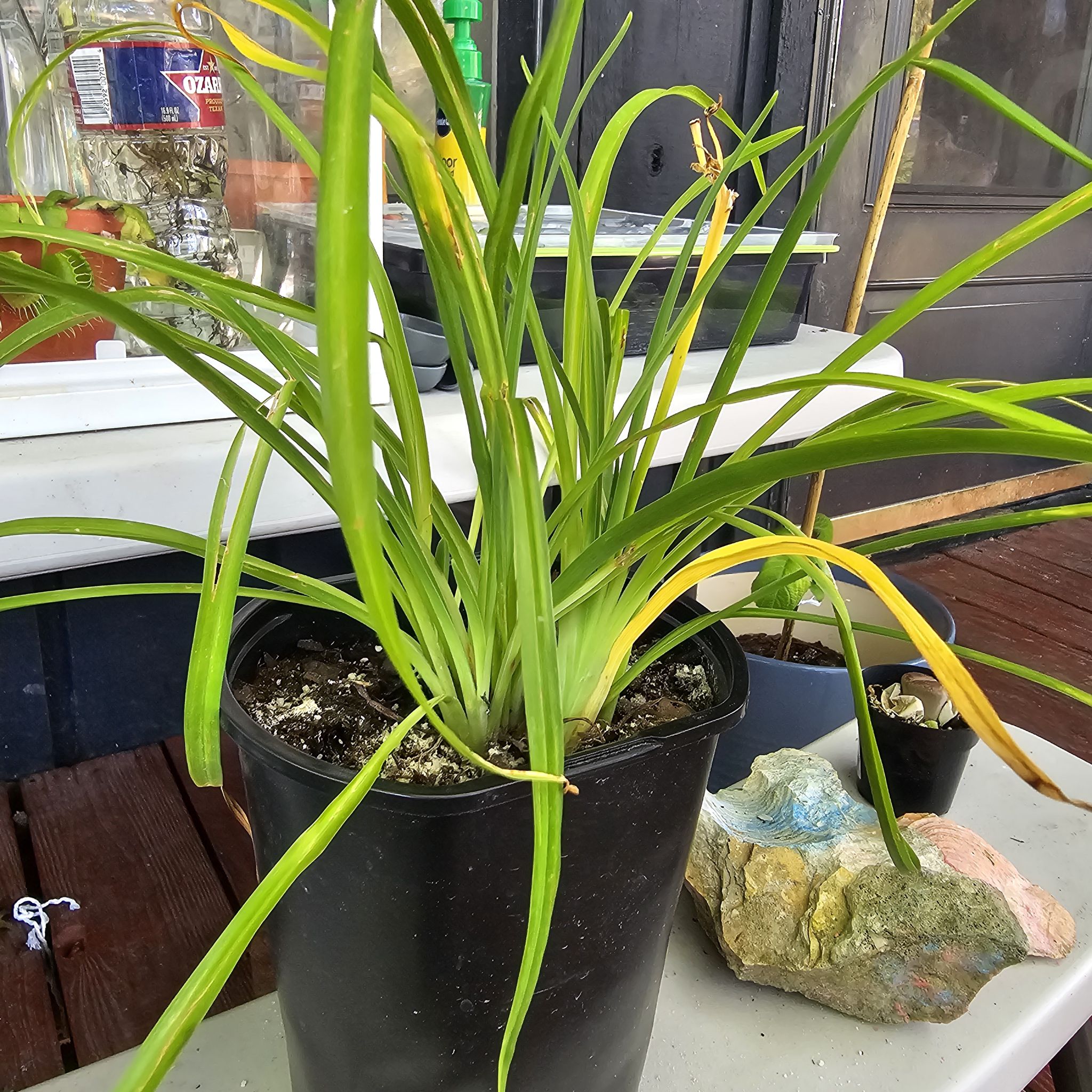 Photo of the plant species Reblooming Daylily by @RoundChinaberry named Hamilton on Greg, the plant care app