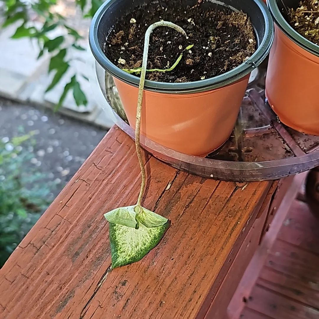 Photo of the plant species Strap Leaf Caladium by @RoundChinaberry named Mochi on Greg, the plant care app