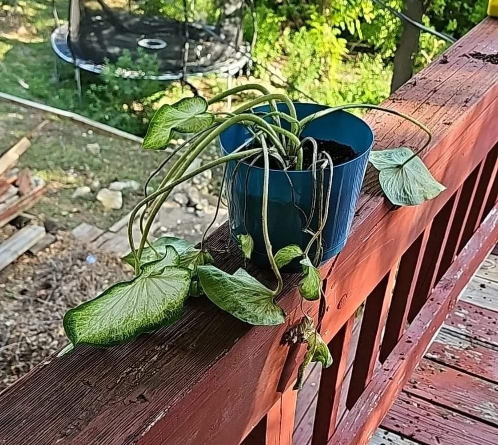 Photo of the plant species Strap Leaf Caladium by @RoundChinaberry named Harmony on Greg, the plant care app