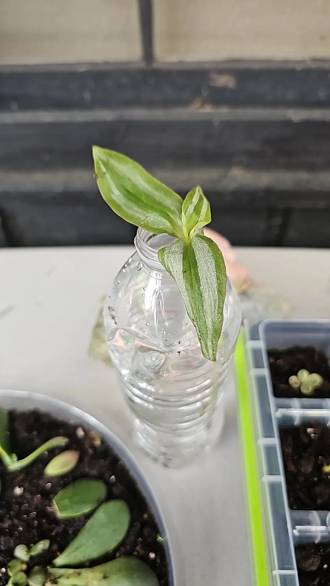 Photo of the plant species Inch Plant by @RoundChinaberry named Xena on Greg, the plant care app