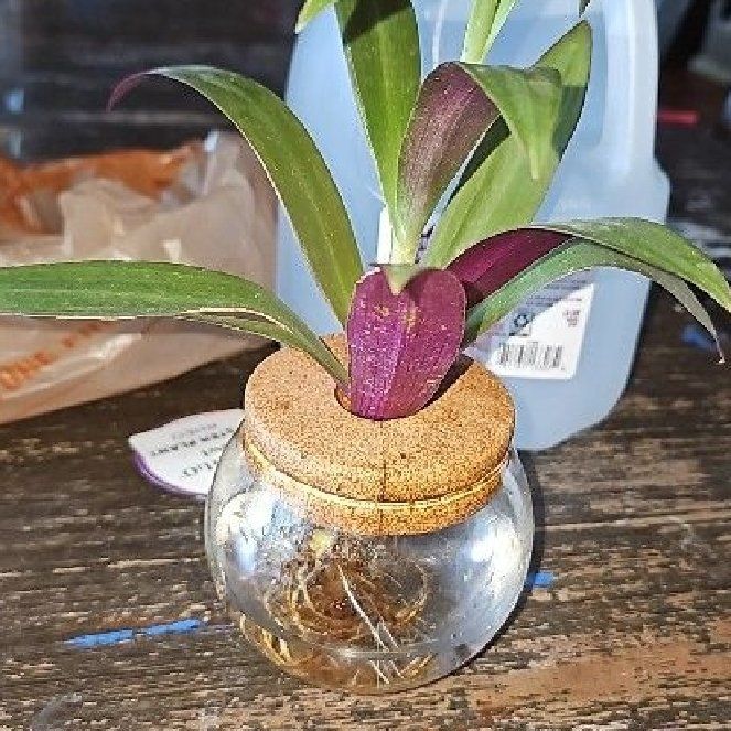 Photo of the plant species Rhoeo Oyster by @RoundChinaberry named Austen on Greg, the plant care app