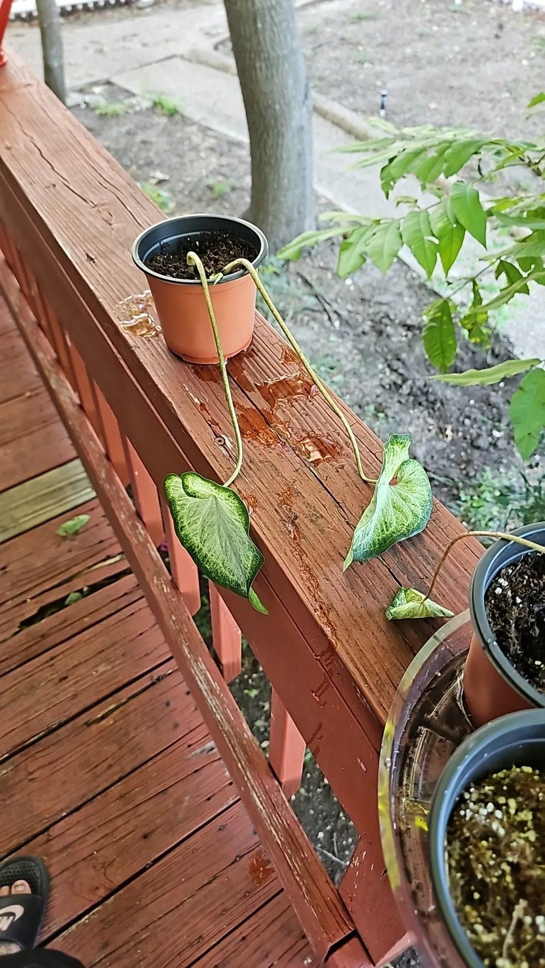Photo of the plant species Strap Leaf Caladium by @RoundChinaberry named Prince on Greg, the plant care app