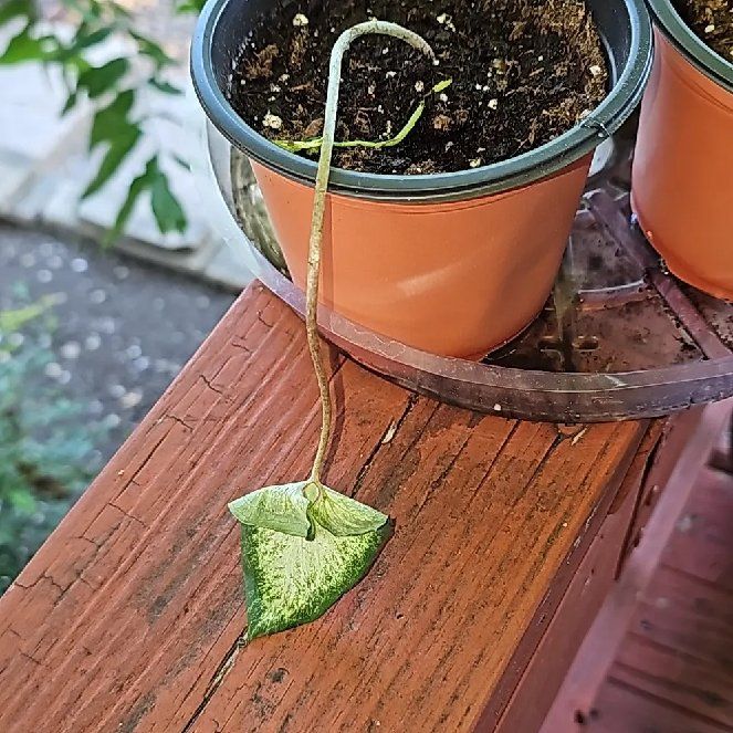 Photo of the plant species Strap Leaf Caladium by @RoundChinaberry named Gomez on Greg, the plant care app