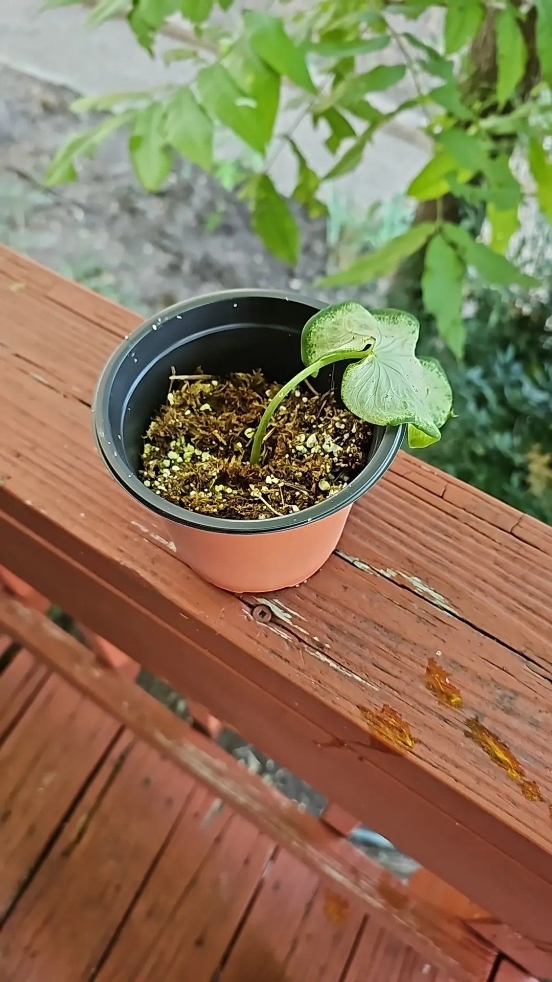 Photo of the plant species Strap Leaf Caladium by @RoundChinaberry named McKinley on Greg, the plant care app