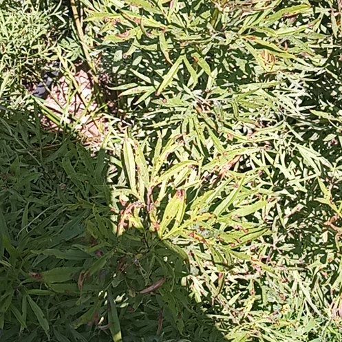 Photo of the plant species Fernleaf Peony by @VitalBuffalonut named Ulysses S Plant on Greg, the plant care app