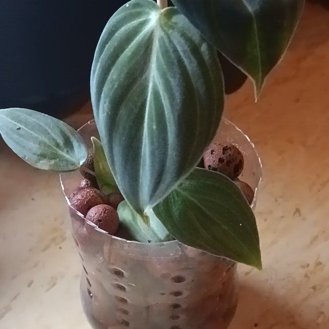 Photo of the plant species Black-gold Philodendron by @Derogatory1 named Karen on Greg, the plant care app