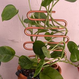 Photo of the plant species Pothos by @GivingHappybean named Lemon Meringue on Greg, the plant care app