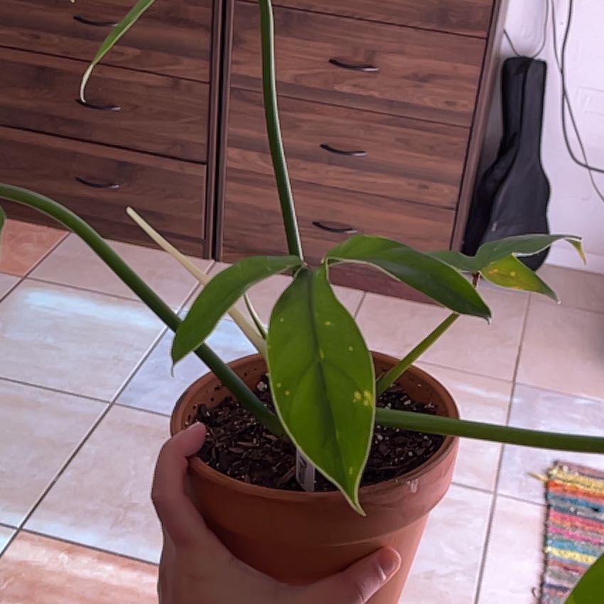 Photo of the plant species Philodendron Tripartitum by @GivingHappybean named Trippy on Greg, the plant care app